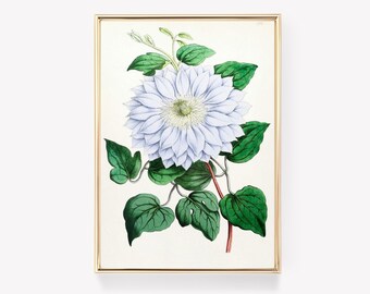 White Dahlia Print | Floral Art | Botanical Wall Decor | Vintage Painting | Nature Illustration