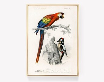 Ara Canga Painting | Grand Épicèche Print | Bird Art | Vintage Painting | Exotic Bird Print