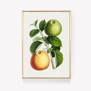 Botanical Apple Print | Vintage Fruit Art | Apple Illustration | Antique Print | Wall Decor | Vintage Painting