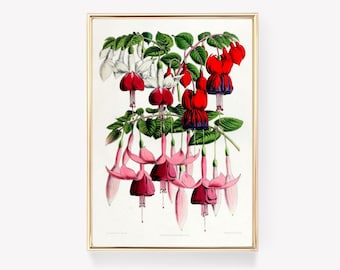 Botanical Illustration | Fuchsia Flower Print | Floral Wall Art | Vintage Botany | Botanical Print | Floral Decor