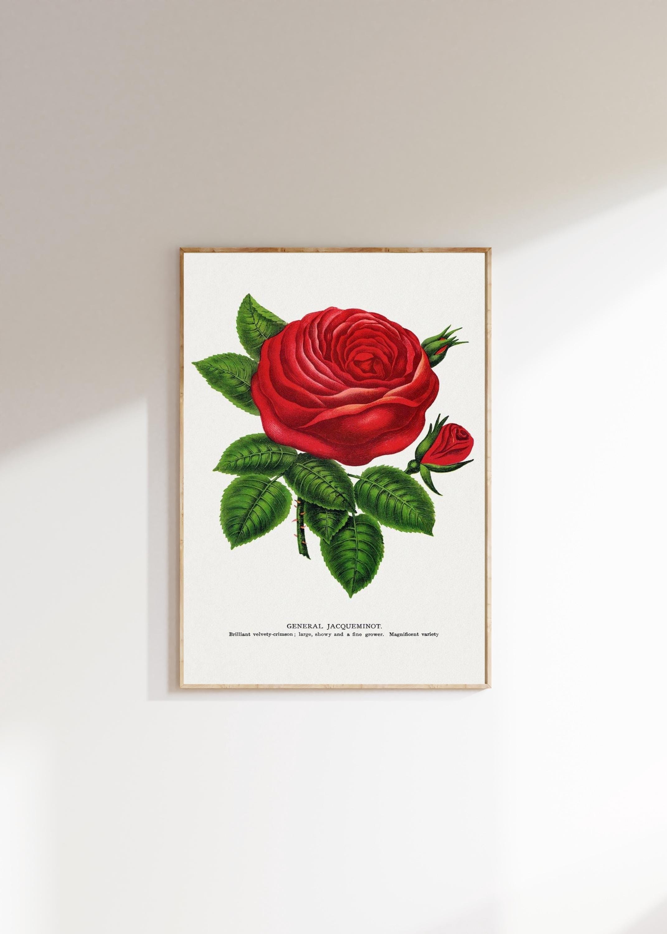 General Jacqueminot Rose Print | Crimson Rose Art | Vintage