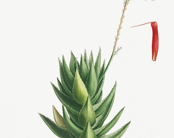 Aloes tygrysi autorstwa Pierre-Josepha Redout, 1802 - Etsy Polska