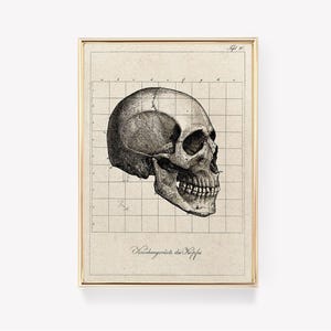 Skull Anatomy | Anatomical Illustration | Skull Print | Vintage Skull Art | Anatomical Grid Poster