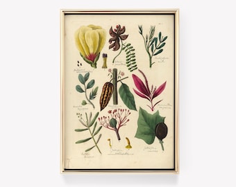 Botanische Illustration | Vintage Pflanzendruck | Natur Kunst | Blumenwanddekor | Botanische Kunst