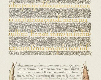 Insect Art Print | Joris Hoefnagel Poster | Vintage Painting | Nature Wall Art | Entomology Decor