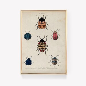 Vintage Beetle Print | Beetle Illustration | Insect Art | Entomology Print | Bug Wall Print