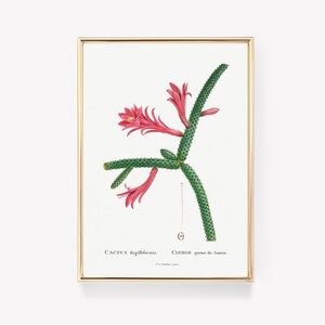 Kaktus Kunstdruck | Botanische Wanddekoration | Vintage Druck | Blumen Illustration | Kaktus-Flagelliformis