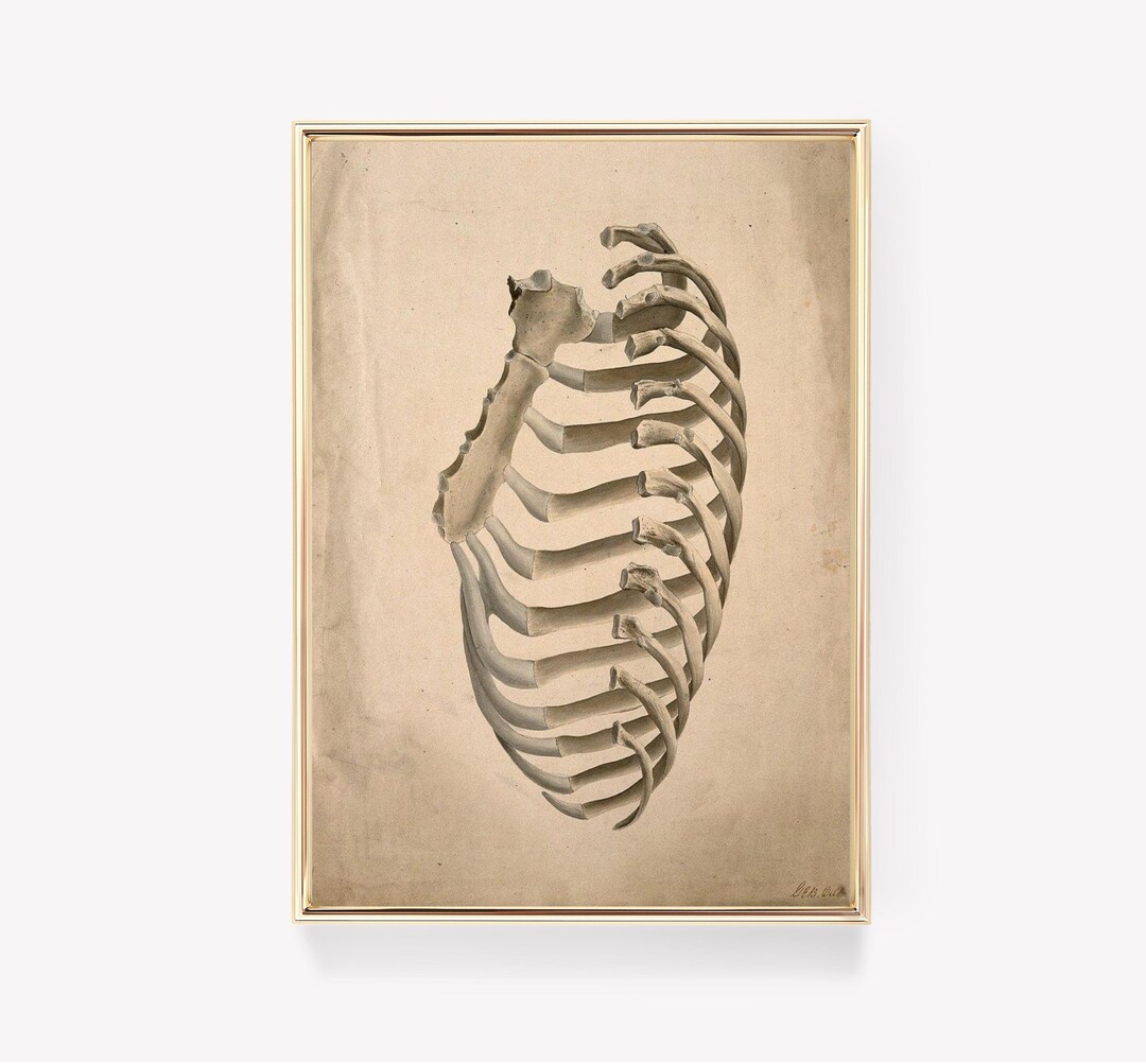 Anatomical Rib Cage | Vintage Print | Rib Cage Diagram | Skeleton Art ...
