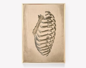 Anatomical Rib Cage | Vintage Print | Rib Cage Diagram | Skeleton Art | Anatomy Illustration | Wall Decor