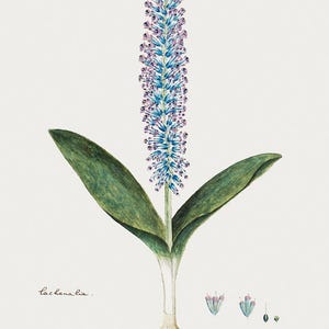 Lachenlia botanische Illustration | Vintage Blumenkunst | Pflanzen Illustration | Vintage Gemälde | Elegantes Decor