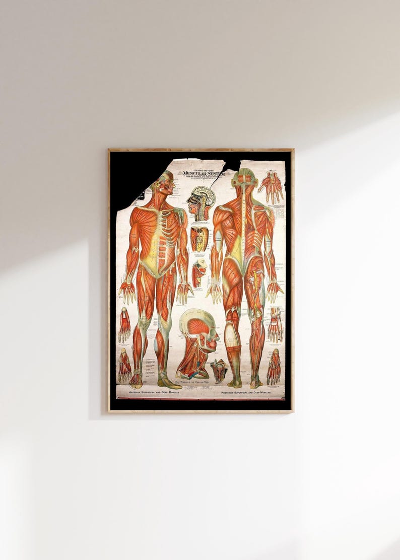 Muscular System Poster | Human Anatomy Print | Educational Wall Chart ...
