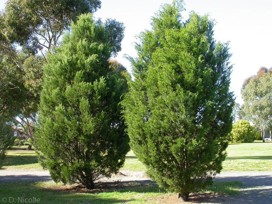 Cypress Pine 30 Seeds Callitris Tree Australian Native Etsy Australia