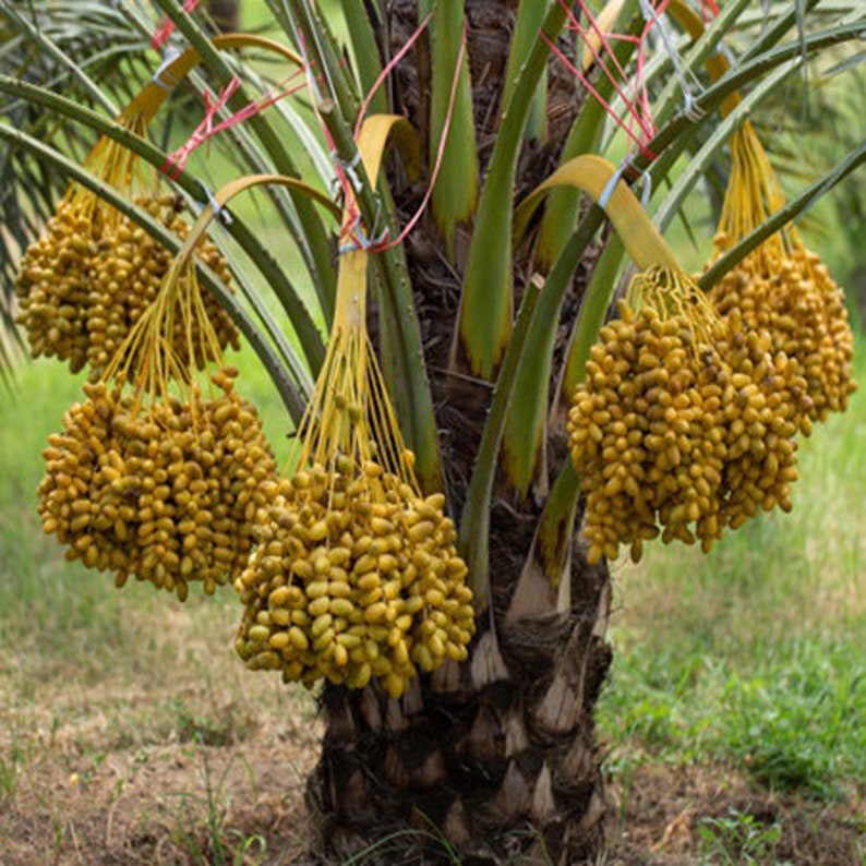 10 Canary Island Date Palm Seeds Phoenix Canariensis Seeds Etsy