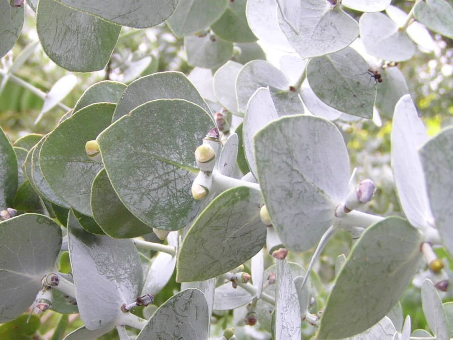 50 Seeds Eucalyptus Pulverulenta Spiral Fragrant Silver Etsy