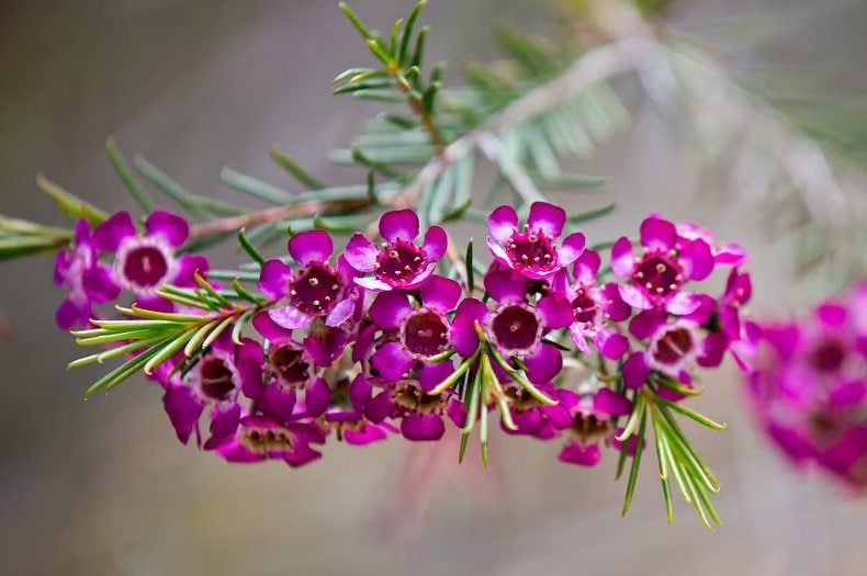 Chamelaucium Uncinatum