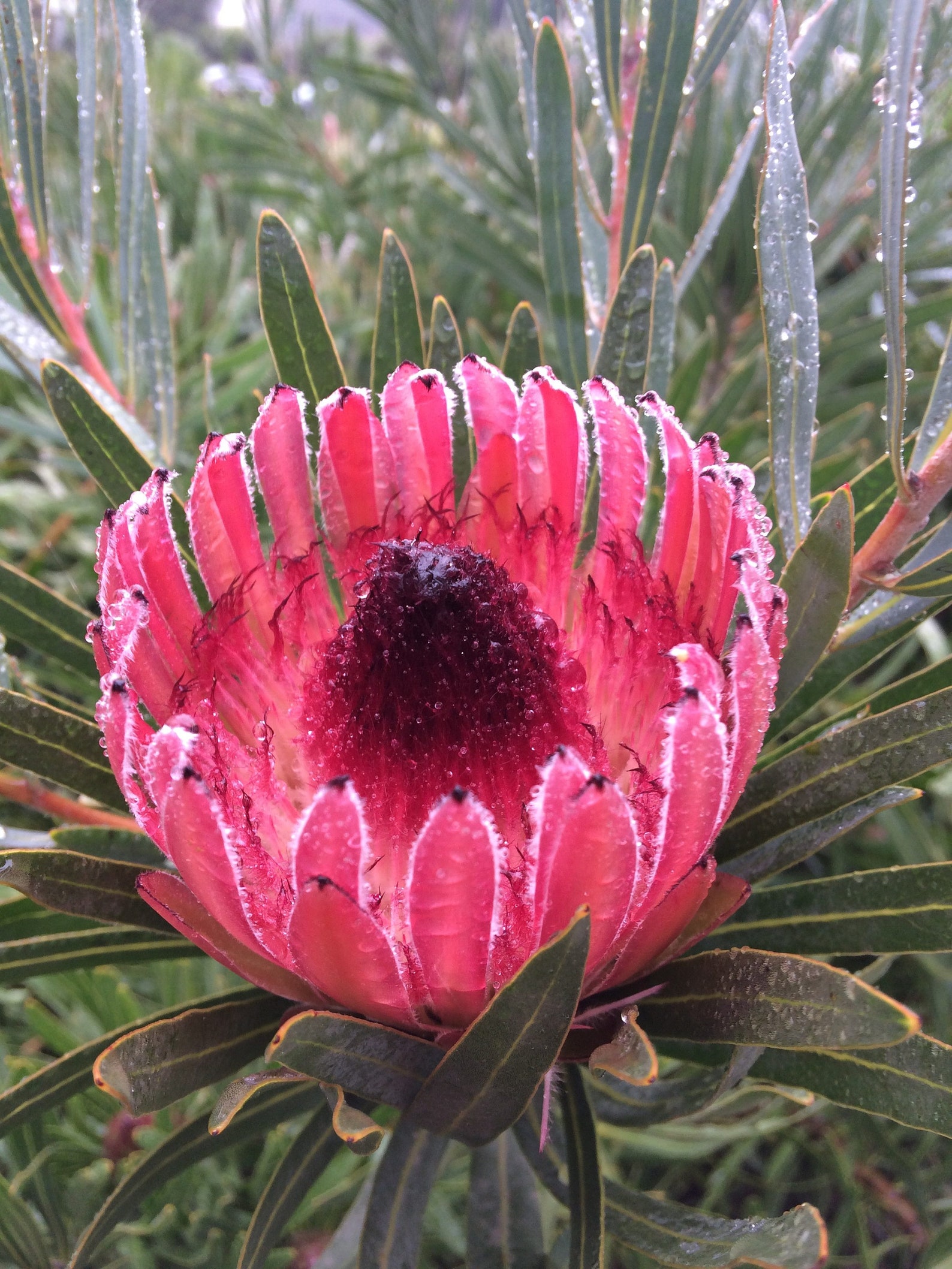 5 Queen Protea Seed Protea Magnifica Seeds Etsy