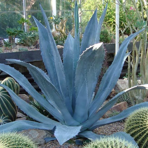 Agave Americana 10 Seeds Century Plant/american Aloe Blue Etsy