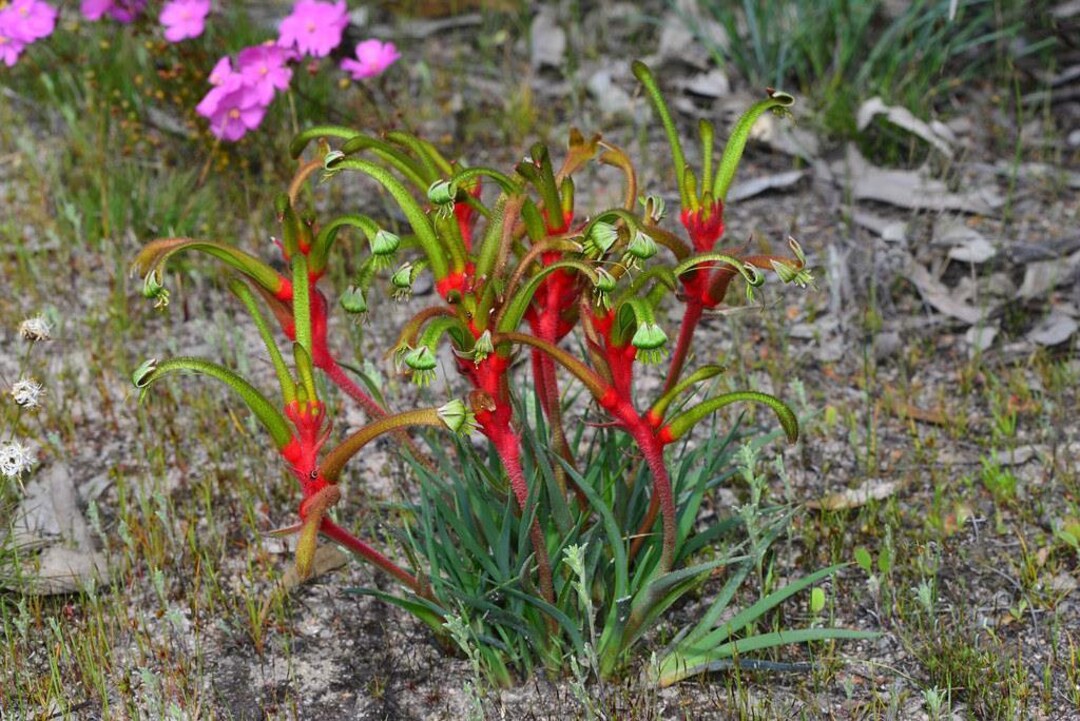 20 Seeds Little Kangaroo Paw Seeds Twocoloured Kangaroo Paw Etsy