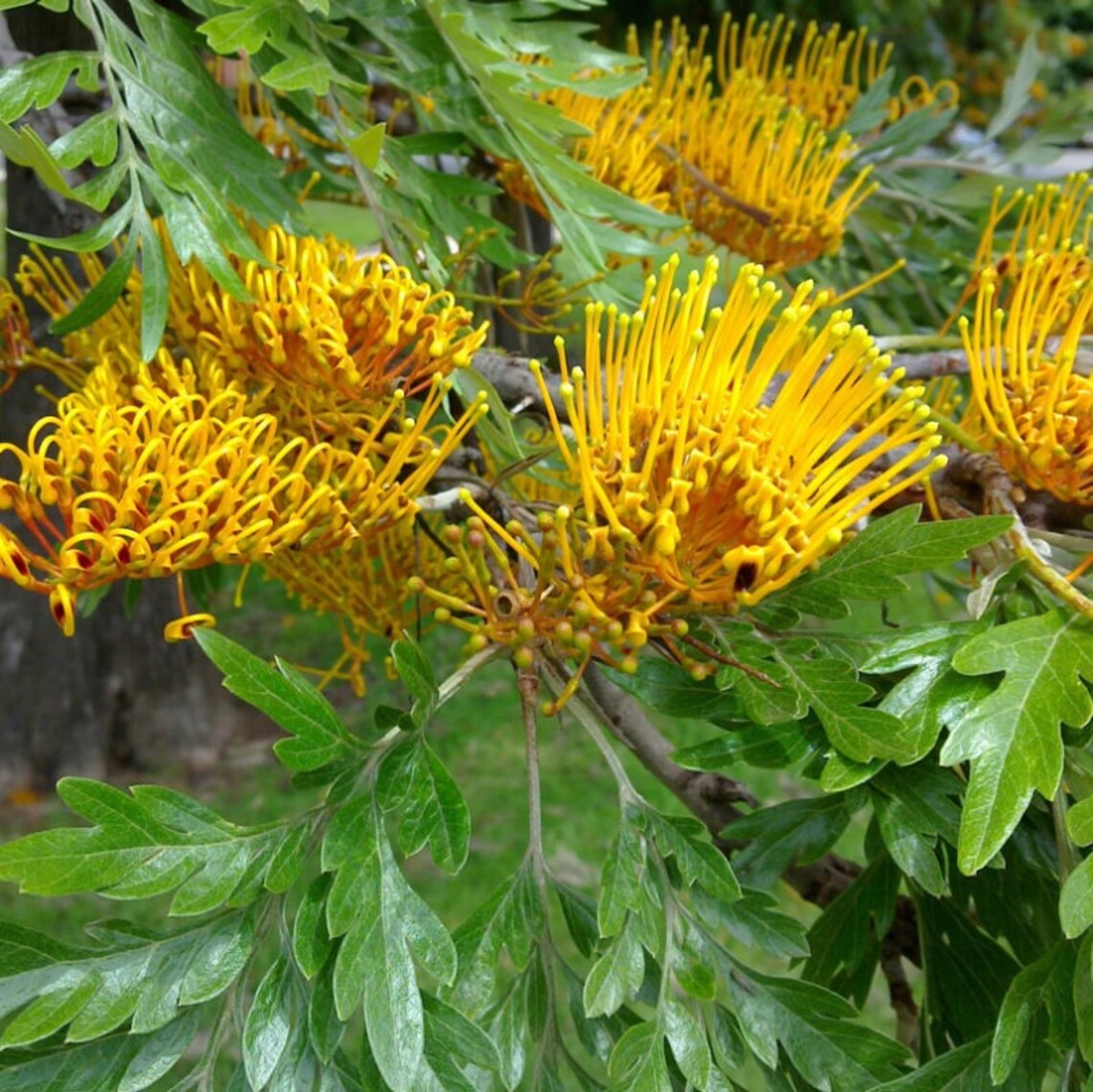 20 Grevillea Robusta Seed Silky Oak Seeds Australian Silver Etsy