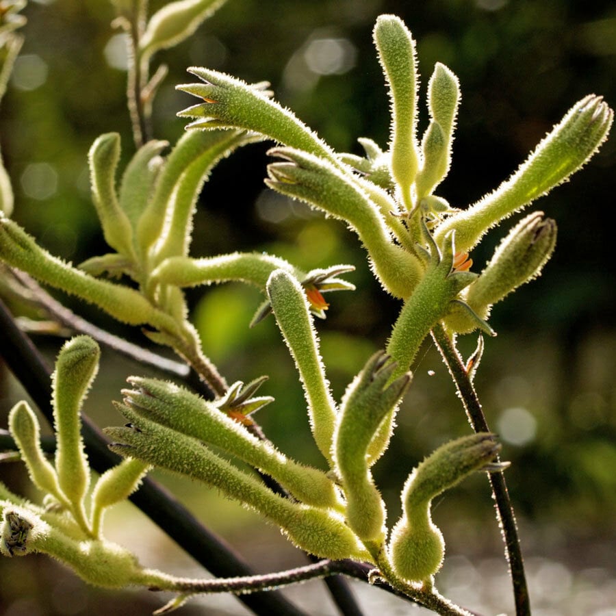 Rare Red Kangaroo Paw Anigozanthus flavidus flower  10 seeds UK SELLER 