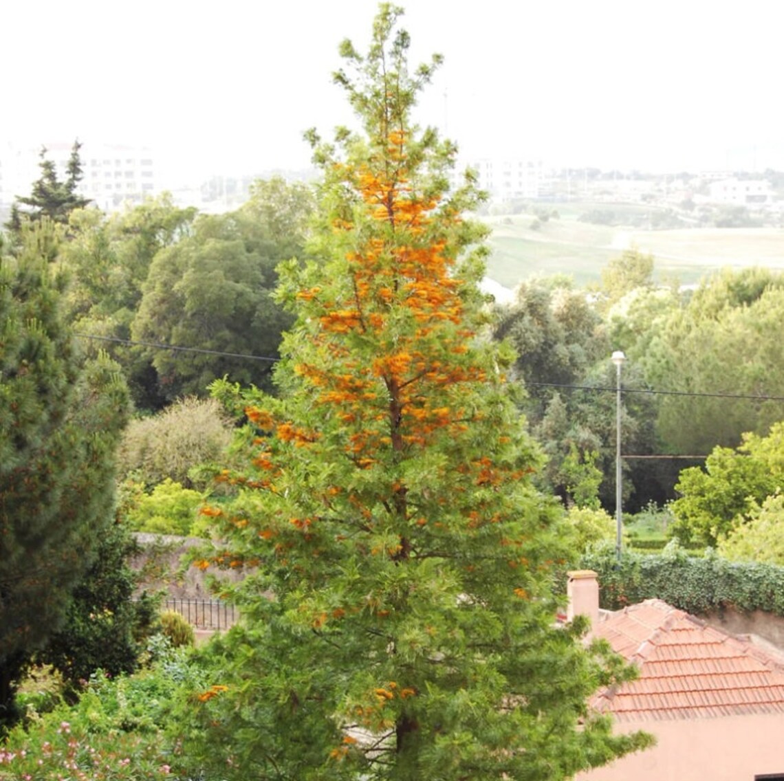 20 Grevillea Robusta Seed Silky Oak Seeds Australian Silver Etsy