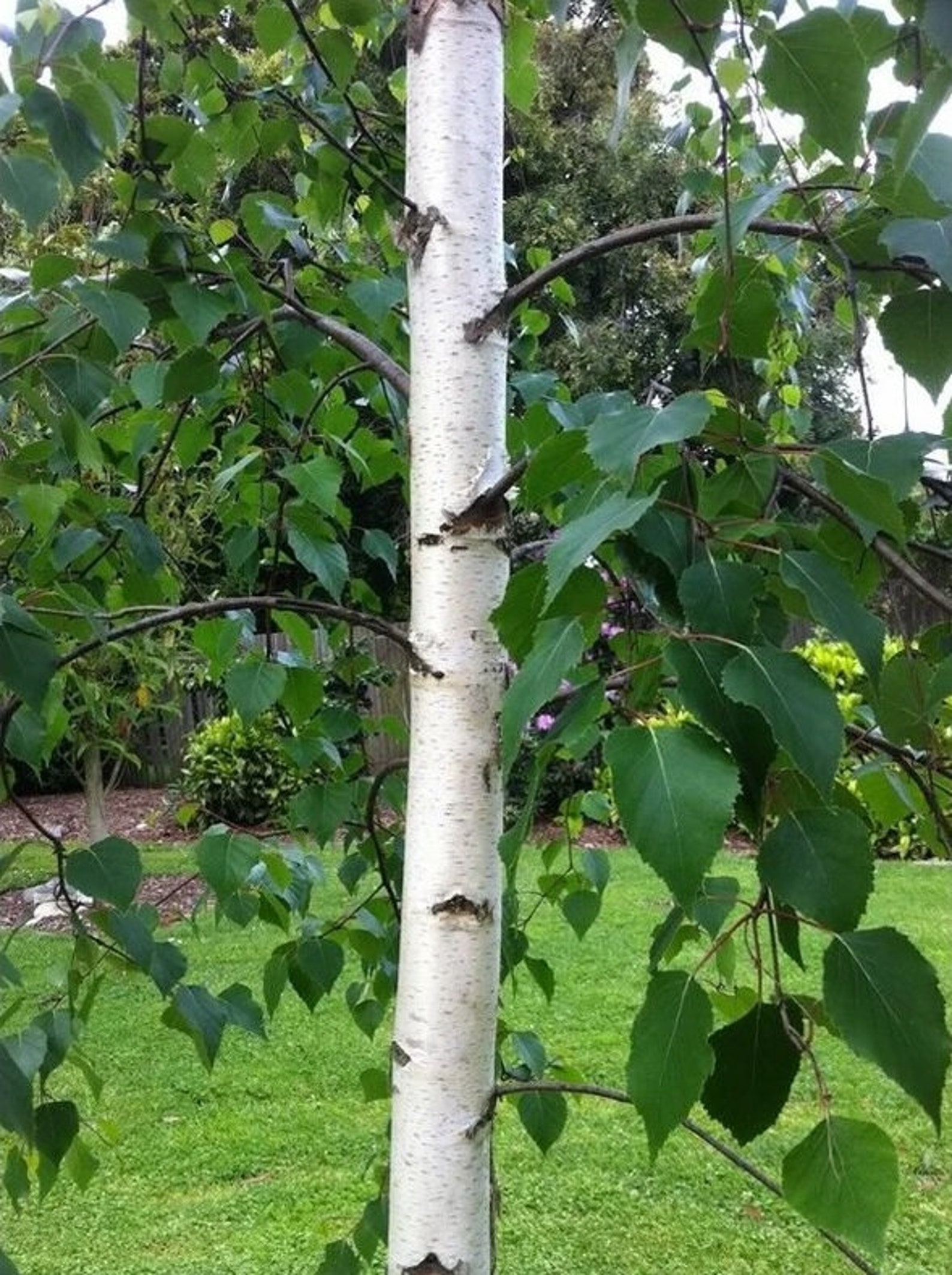 100 Silver Birch Seeds Betula Pendula Seeds Betula Pendula - Etsy