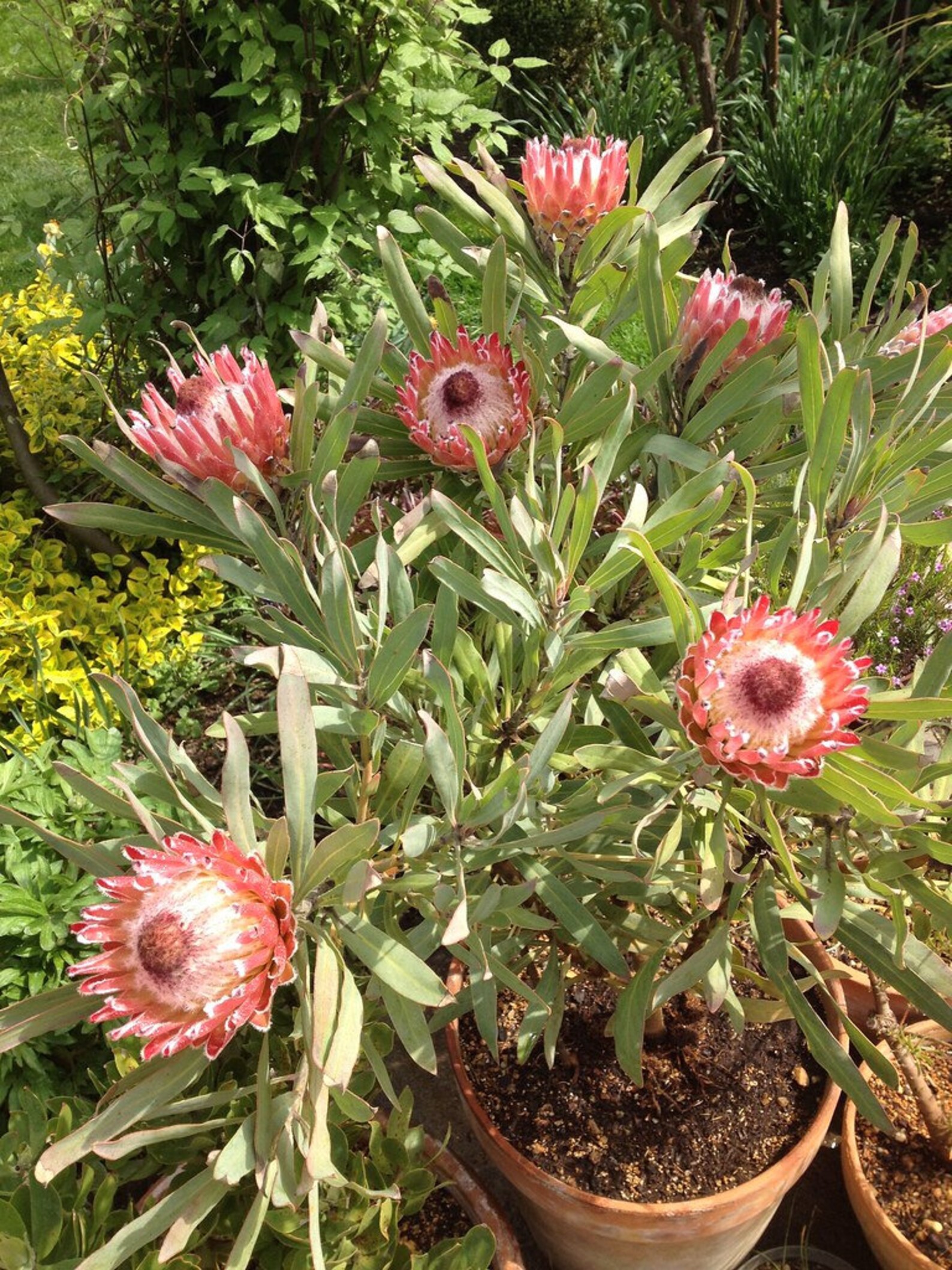 5 Queen Protea Seed Protea Magnifica Seeds Etsy