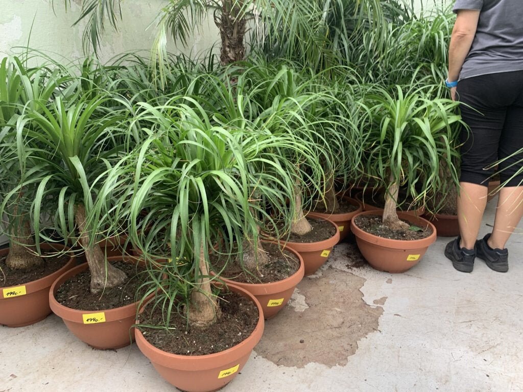 Beaucarnea Guatemalensis Ponytail 10 Rare Tropical Plant Bonsai Tree Seeds