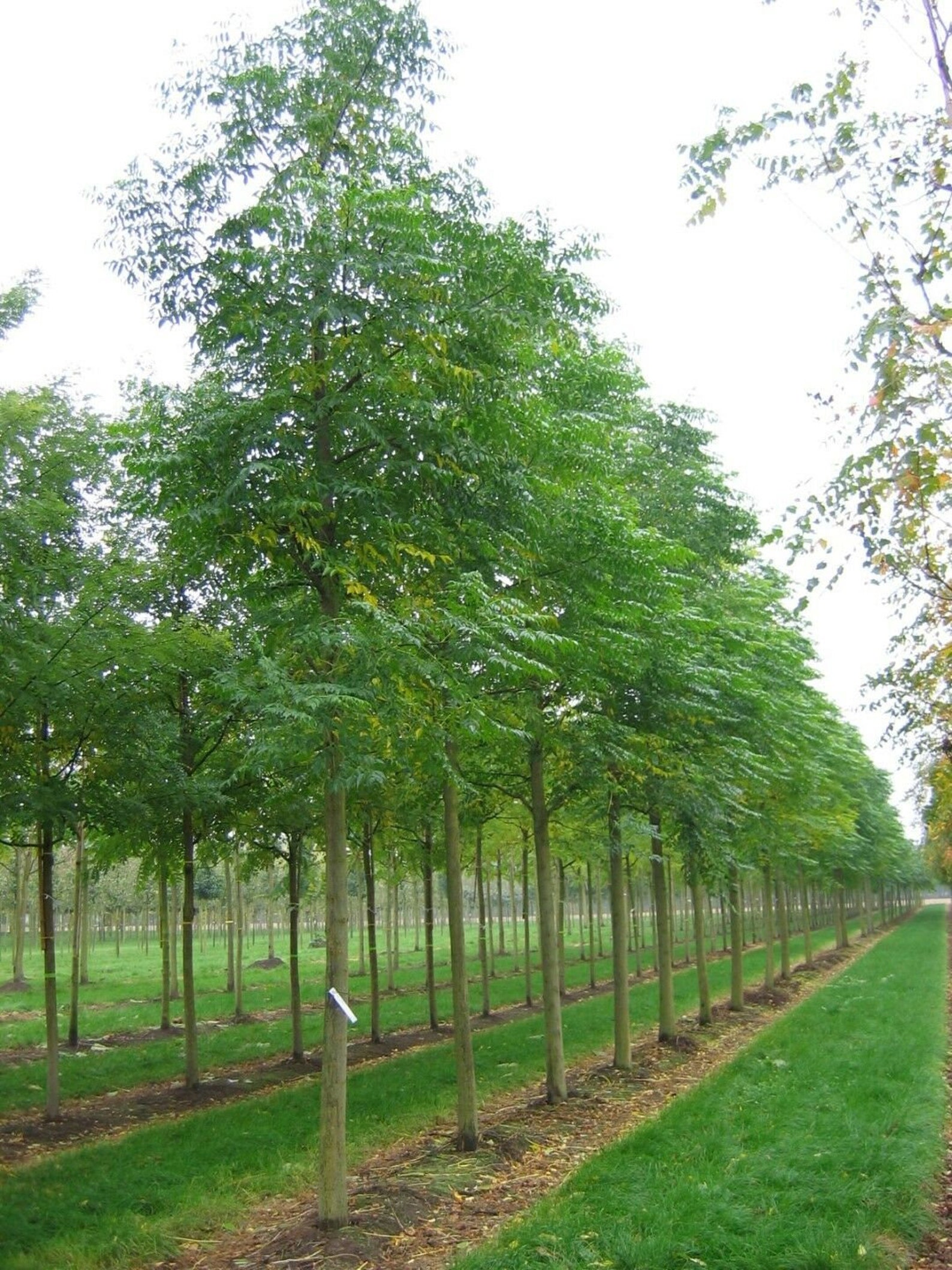 White Cedar Melia Azedarach Chinaberry Bead tree Persian | Etsy