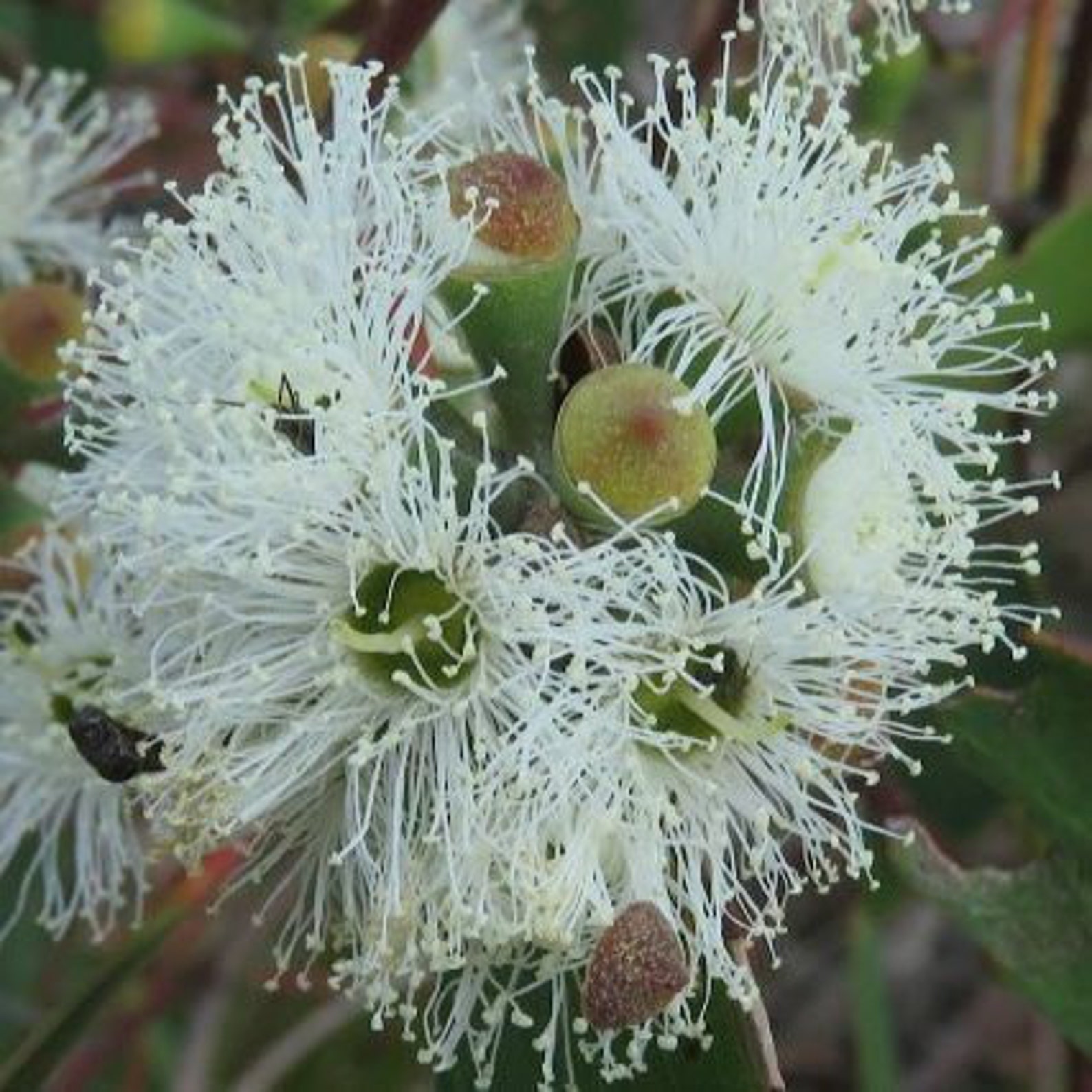 Eucalyptus Regnans 50 Seeds Mountain Ash or Tasmanian Oak - Etsy