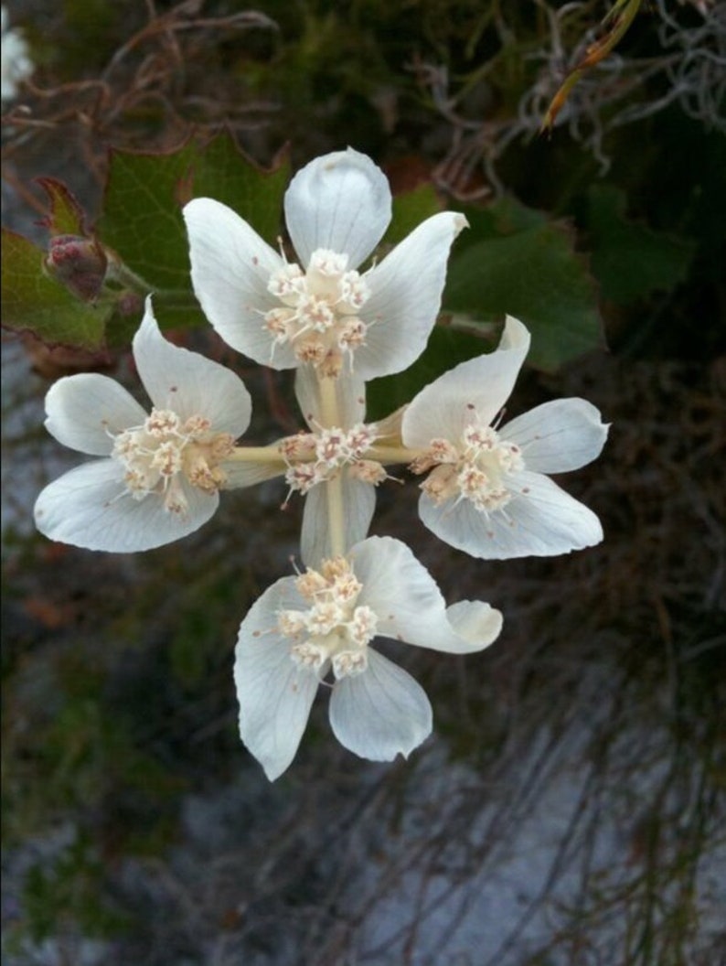 20 Xanthosia Rotundifolia Seeds Southern Cross Flower Etsy