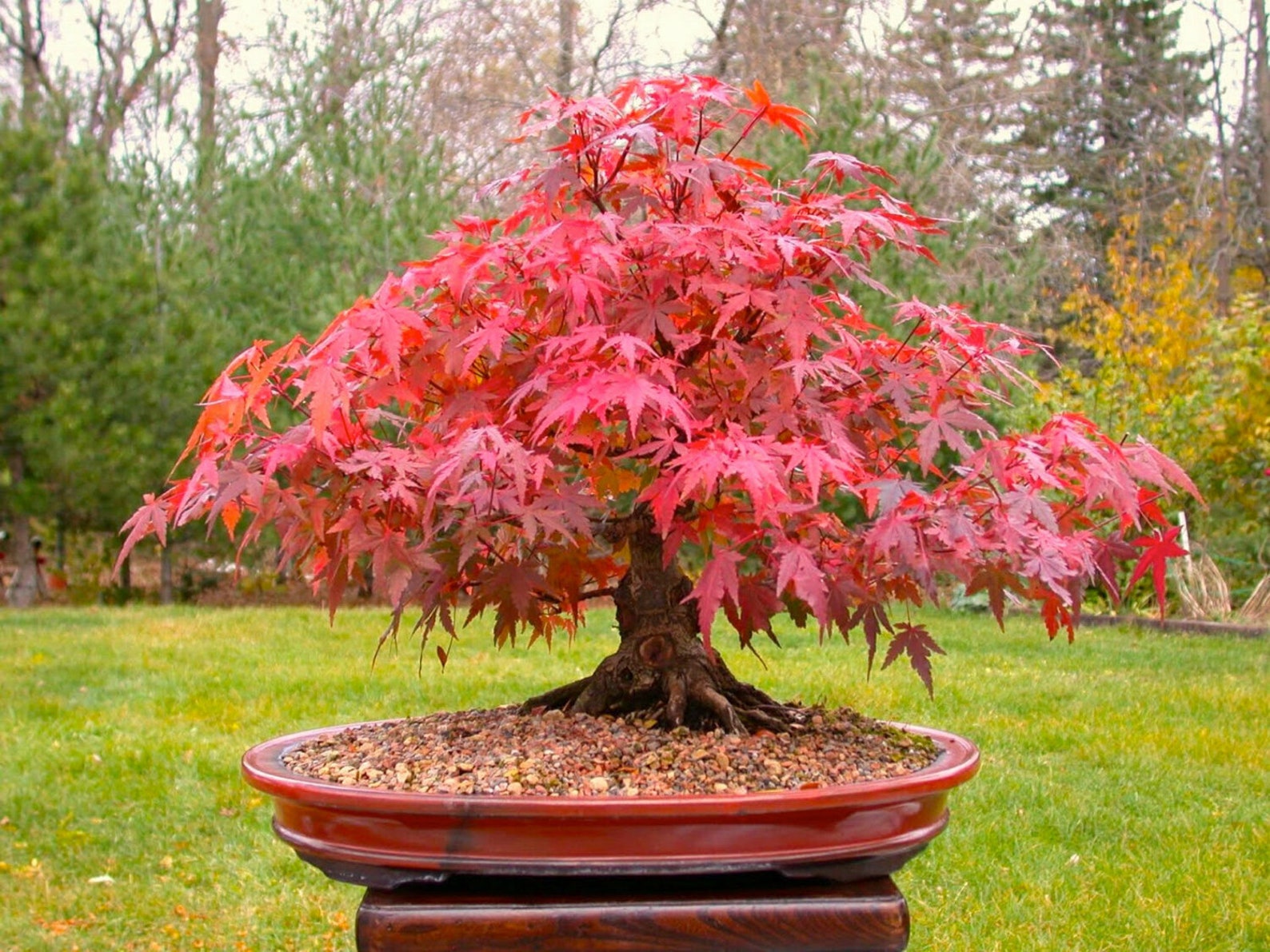 30 Seeds Japanese Maple Acer Palmatum Atropurpureum Perfect image 1.