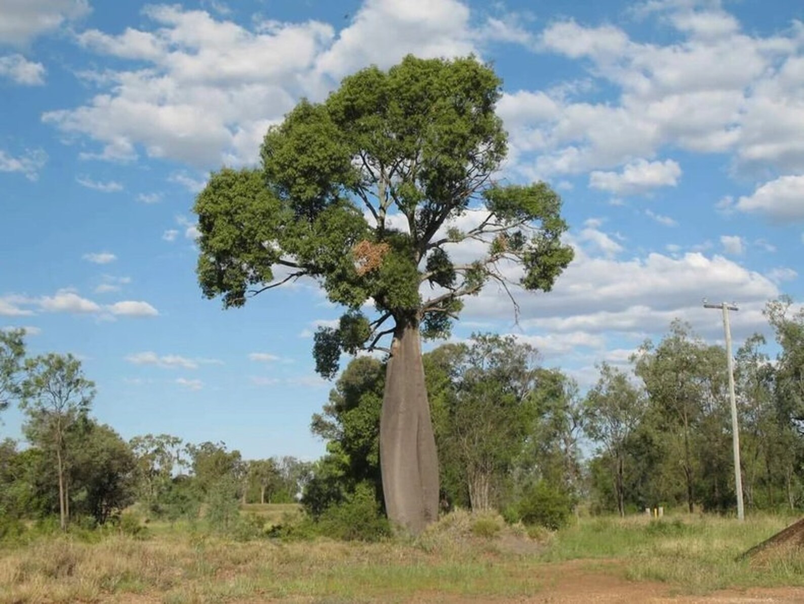 10 Seed Brachychiton Rupestris Narrow Leaved Bottle Tree Seed Etsy