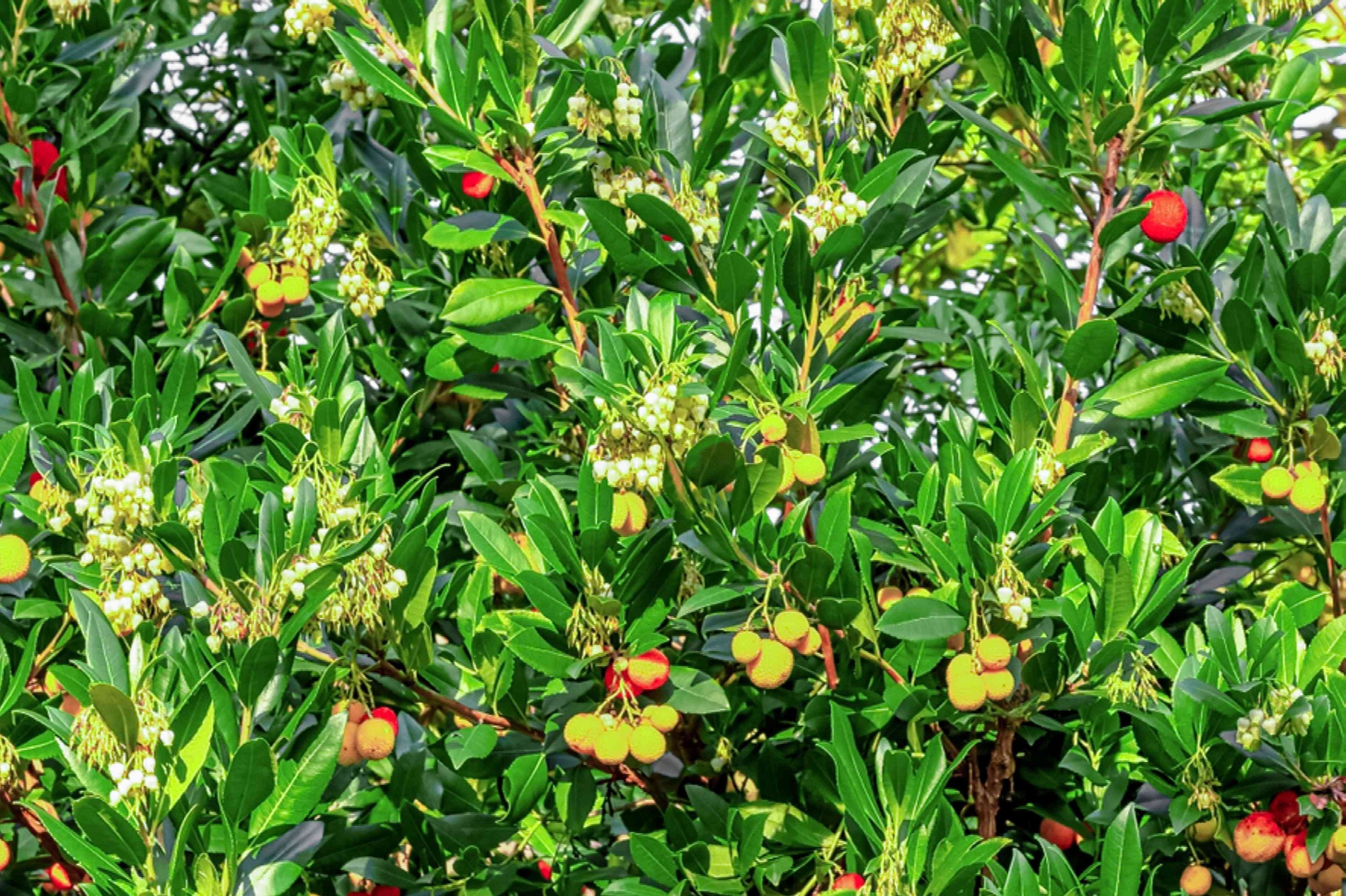 10 Seeds Irish Strawberry Tree Arbutus Unedo Seeds Etsy