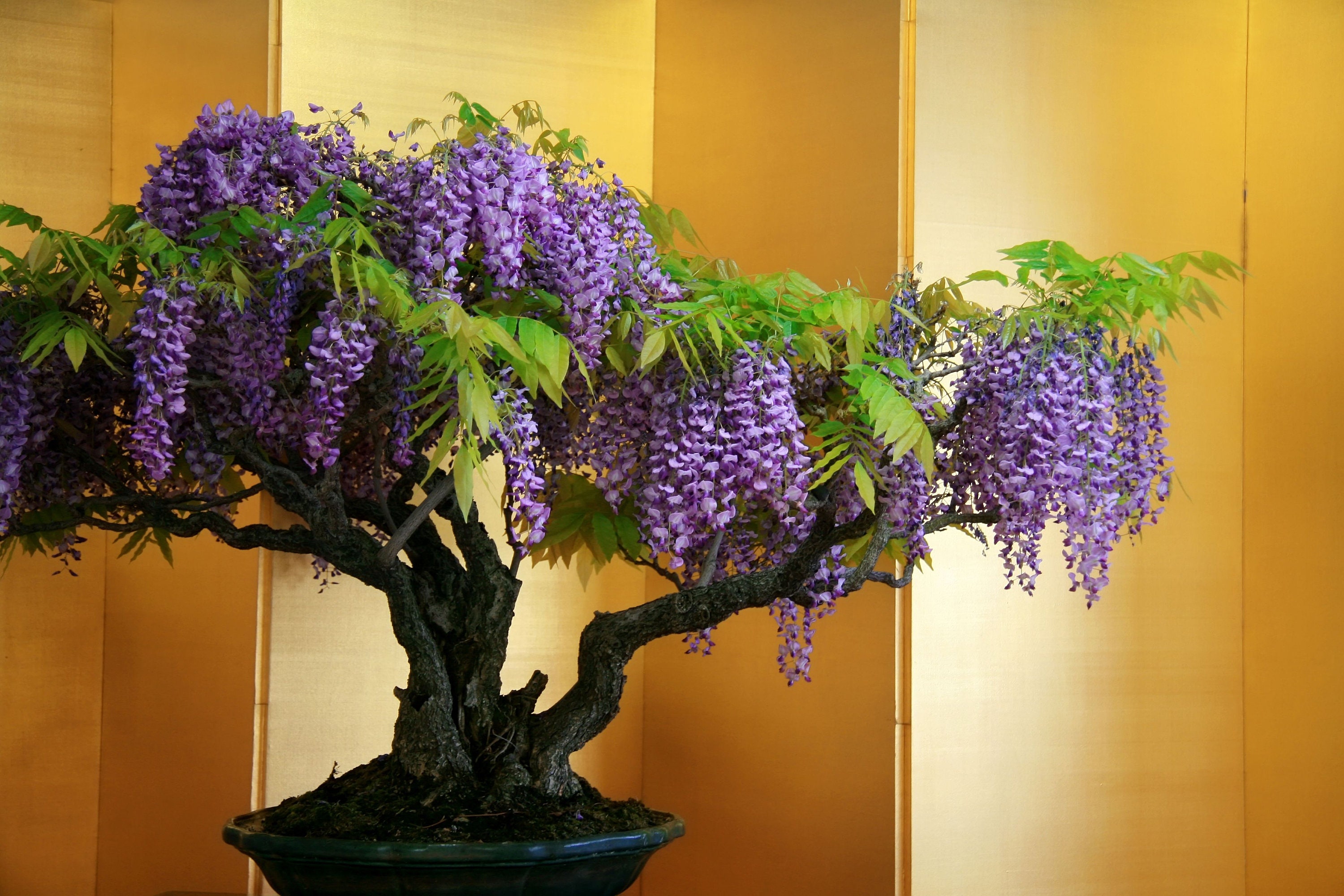 10 Seeds Tree Wisteria Bolusanthus Speciosa for Bonsai or Etsy Australia