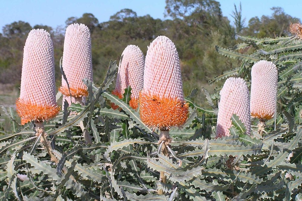 Woolly Orange Banksia 5 seeds Banksia Victoriae Woolly Orange Banksia 5 seeds Banksia Victoriae