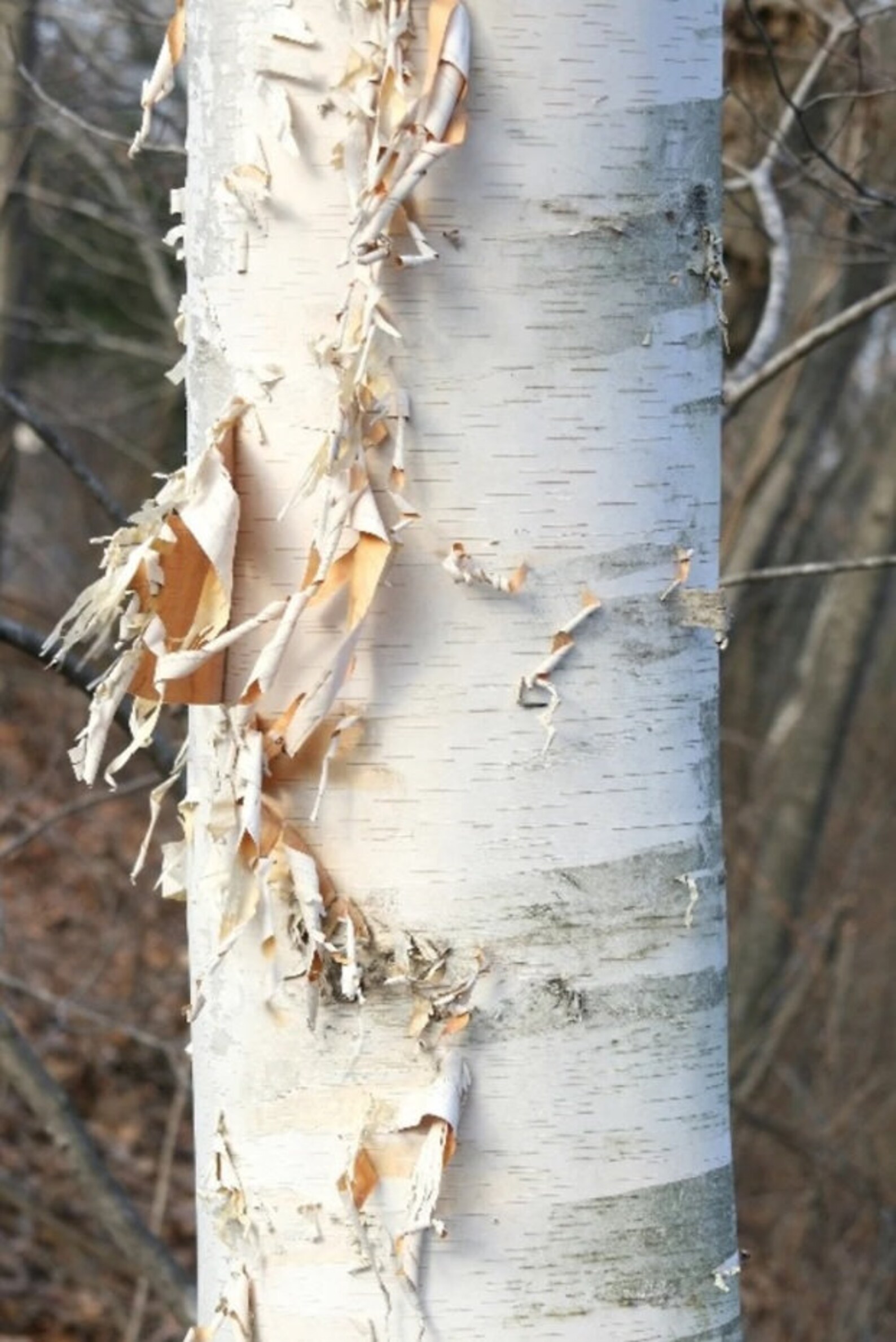 Stratifying paper birch seeds without peat