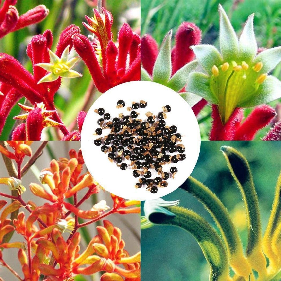 20 Seed Anigozanthos Flavidus Tall Red Kangaroo Paw Etsy