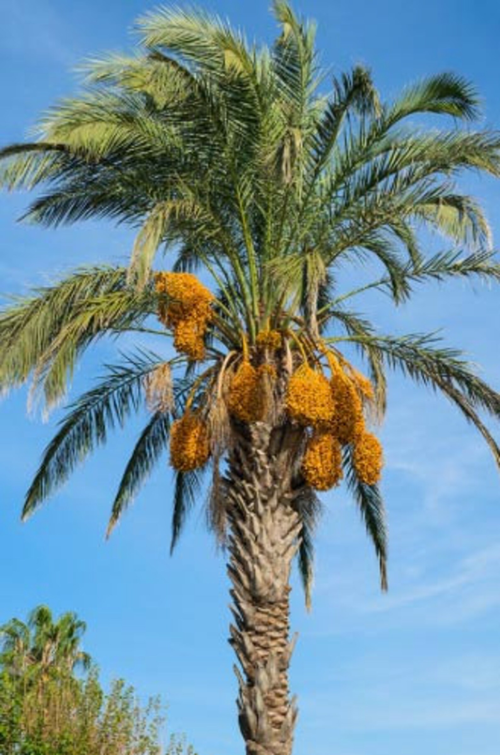 10 Canary Island Date Palm Seeds Phoenix Canariensis Seeds Etsy
