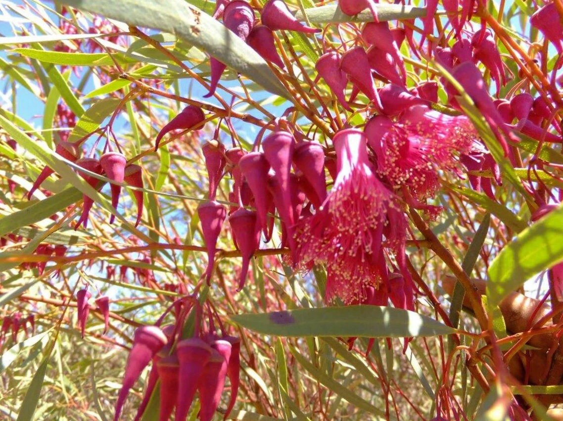 25 Eucalyptus Rosacea Seeds Eucalyptus Synandra Seeds Etsy