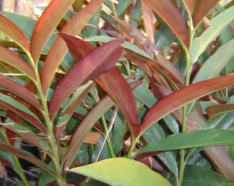Alpinia caerulea 20 Seeds Native Ginger 'red back' Alpinia caerulea 20 Seeds Native Ginger 'red back'