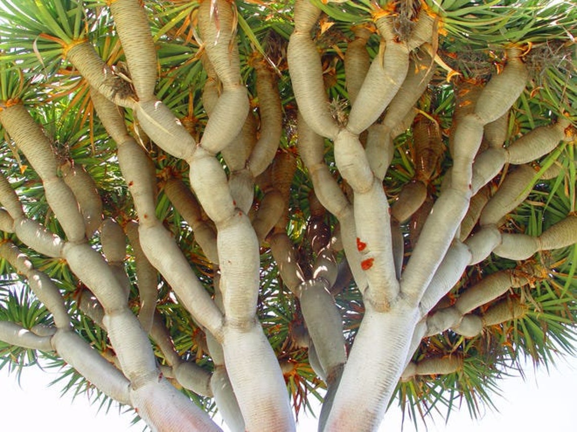 Blood Dragons Warhammer Dracaena Draco Dragon Blood Tree Seeds - Rare 10  Seeds For Growing Your Own Unique Tree Gods Blood Plant