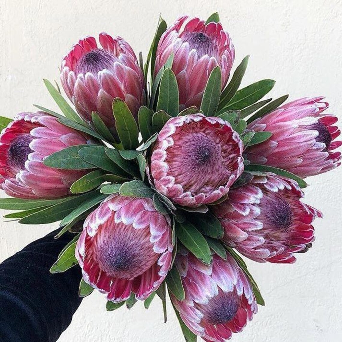 5 Queen Protea Seed Protea Magnifica Seeds Etsy