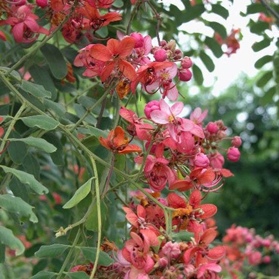 10 Seeds Red Rose Shower Tree Cassia marginata