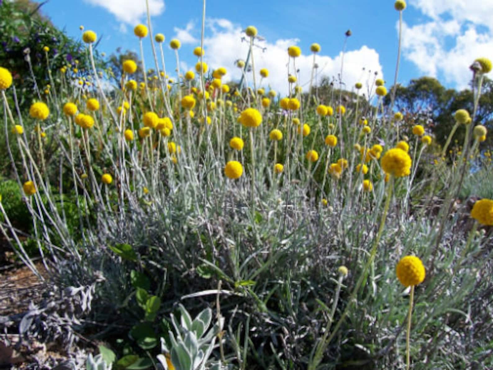 50 Seeds Pycnosorus Globosus Billy Buttons Seeds Craspedia Etsy