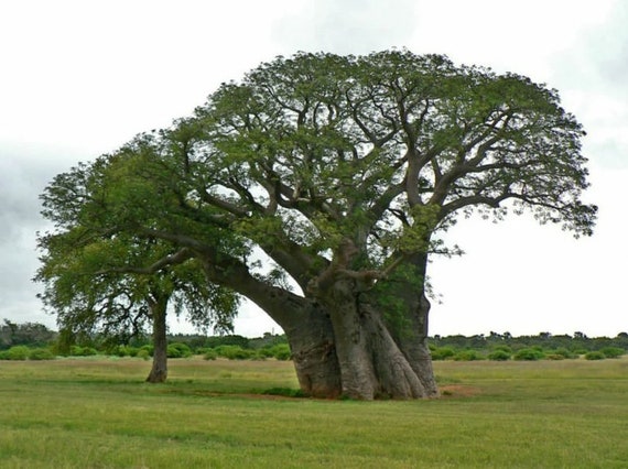 australian bottle tree care