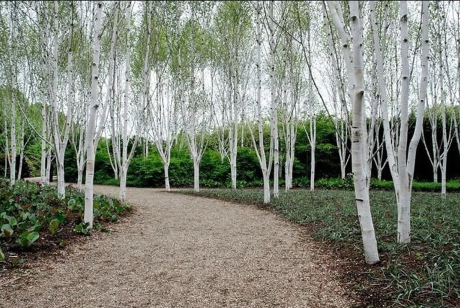 100 Silver Birch Seeds Betula Pendula Seeds Betula Pendula - Etsy