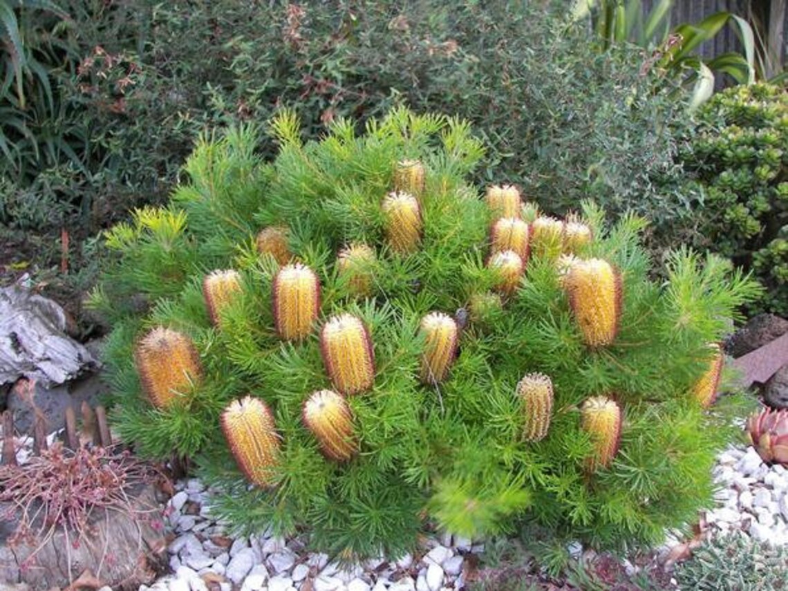 20 Seeds Grevillea Candelabroides Candlestick Grevillea Etsy