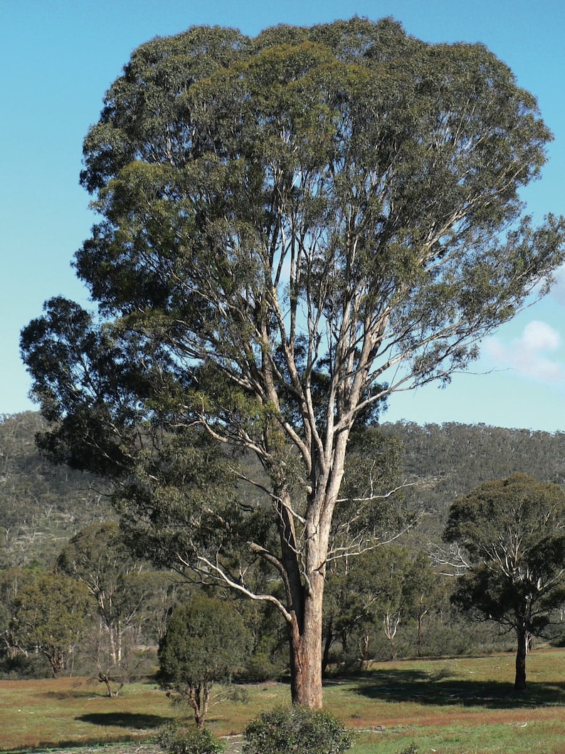 100 Seeds Eucalyptus Melliodora Yellow Box Seed Australian