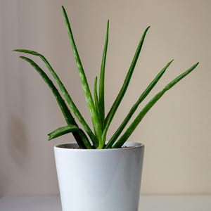 Live Aloe Vera Plant Kit – Easy to Grow